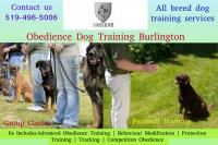 Shield K9 Dog Training image 3
